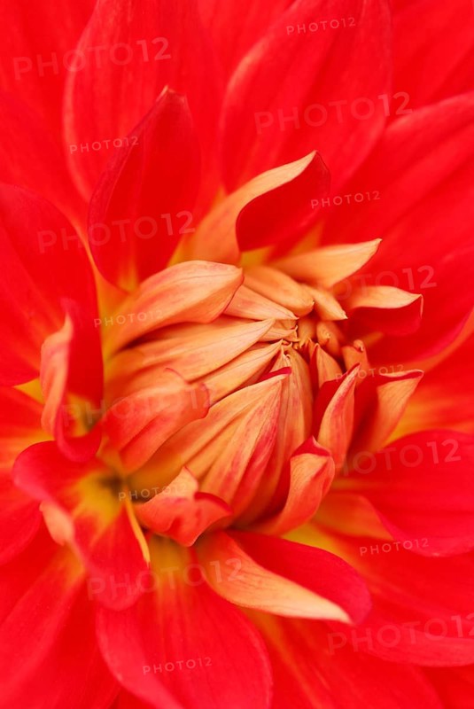 Cactus-Dahlia