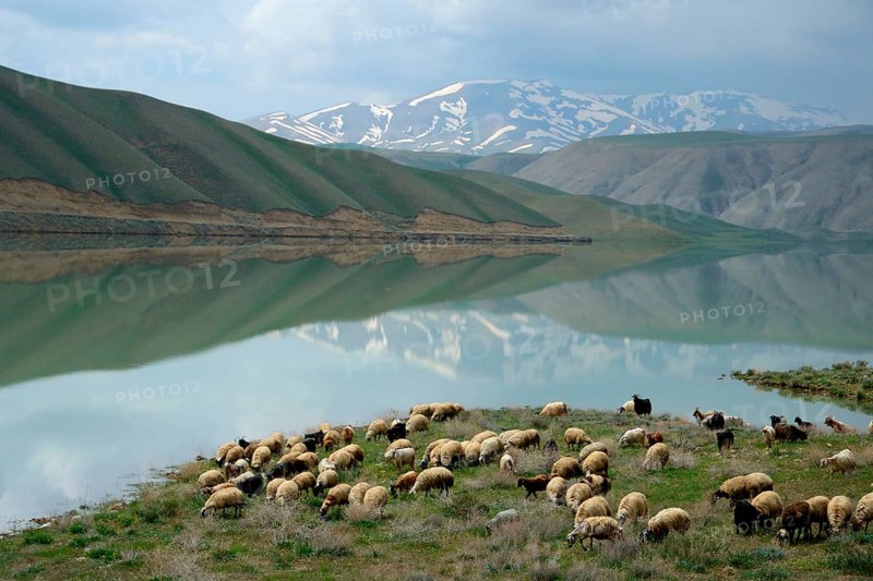 Flock of sheep
