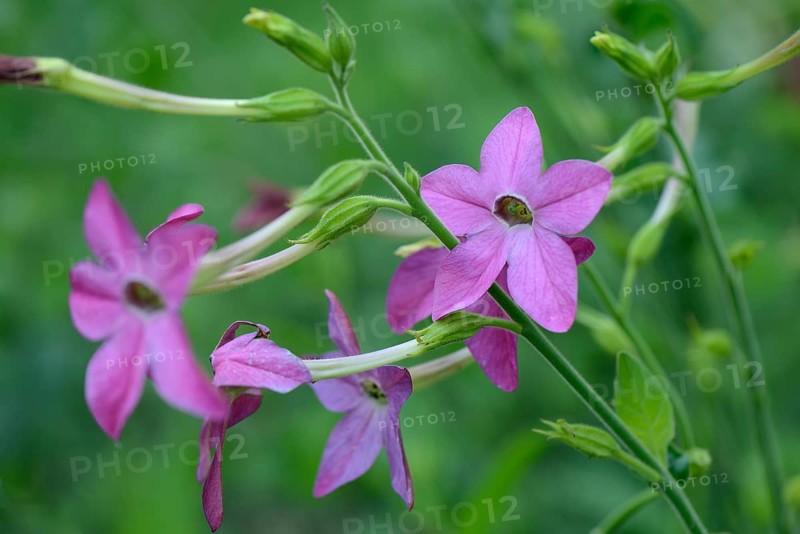Ornamental tobacco