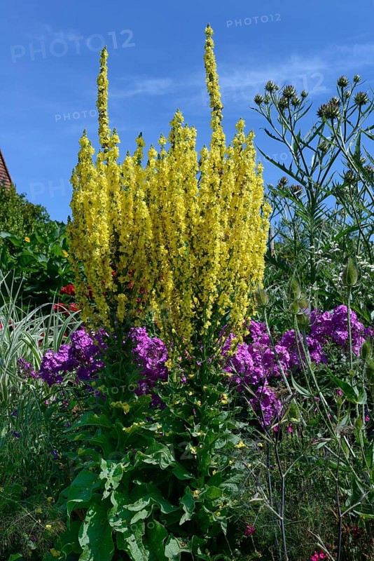 Mullein