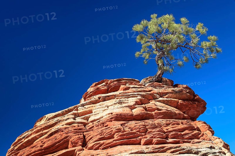 Yellow Pine