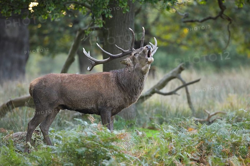 Red Deer or Hart