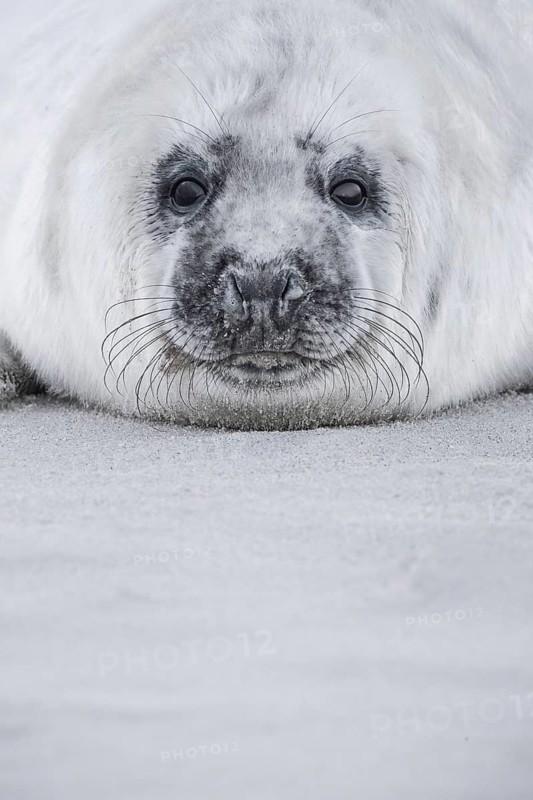 Grey seal