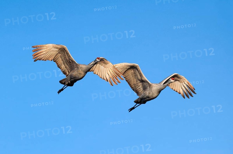 Sandhill crane