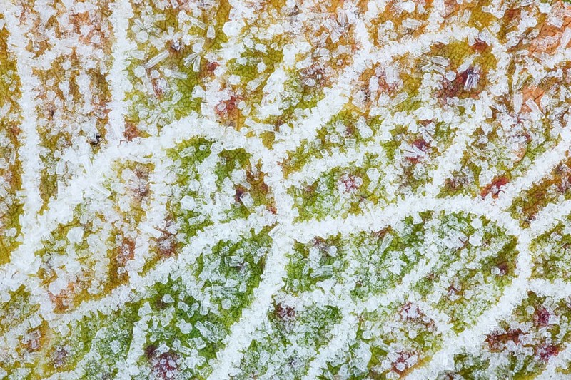 Detail of alpine amphora with hoarfrost