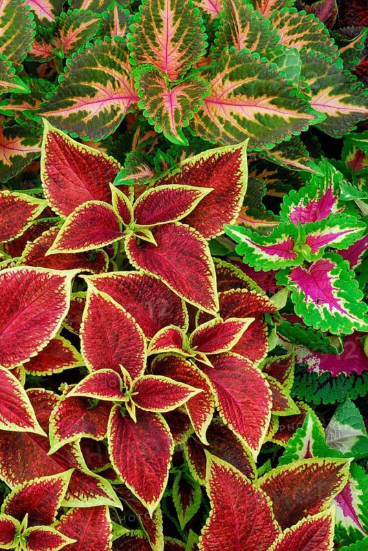 Coleus nettle