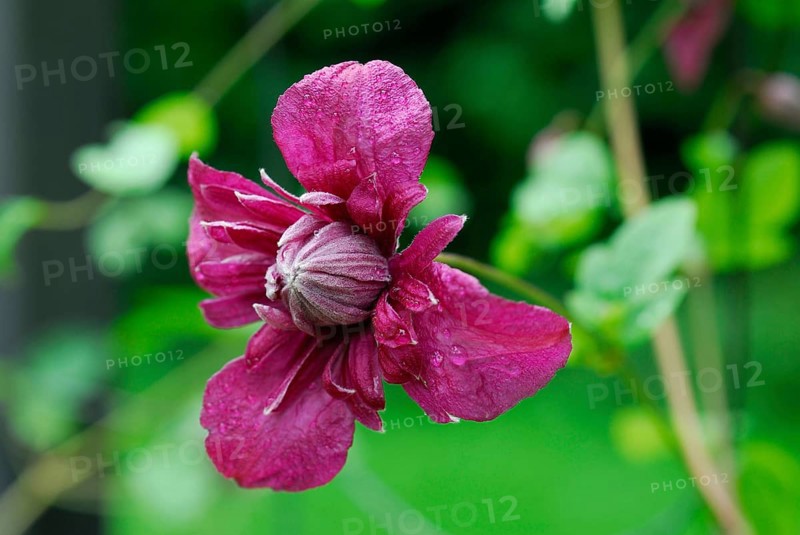 (Clematis) viticella, variety Purpurea Plena Elegans