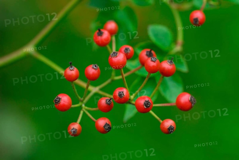 Rose hips of the multiflora rose