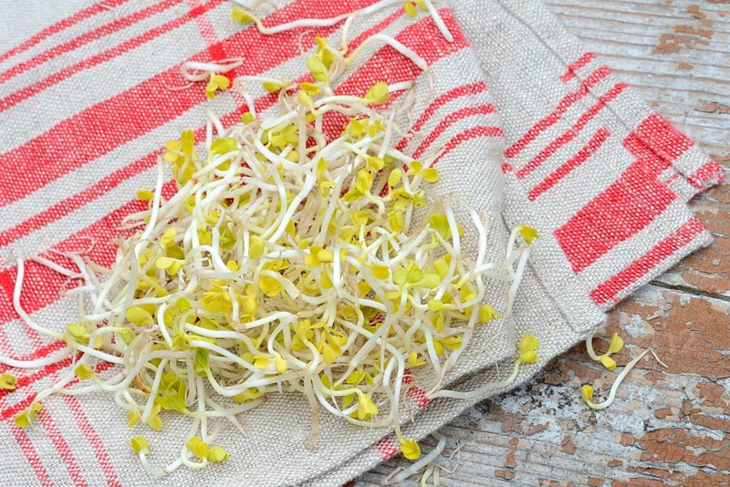 Red Radishsprouts