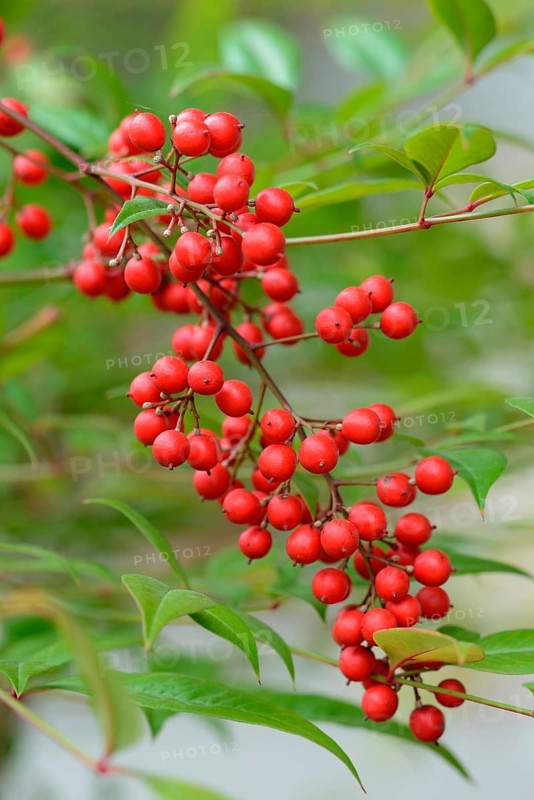 Heavenly Bamboo
