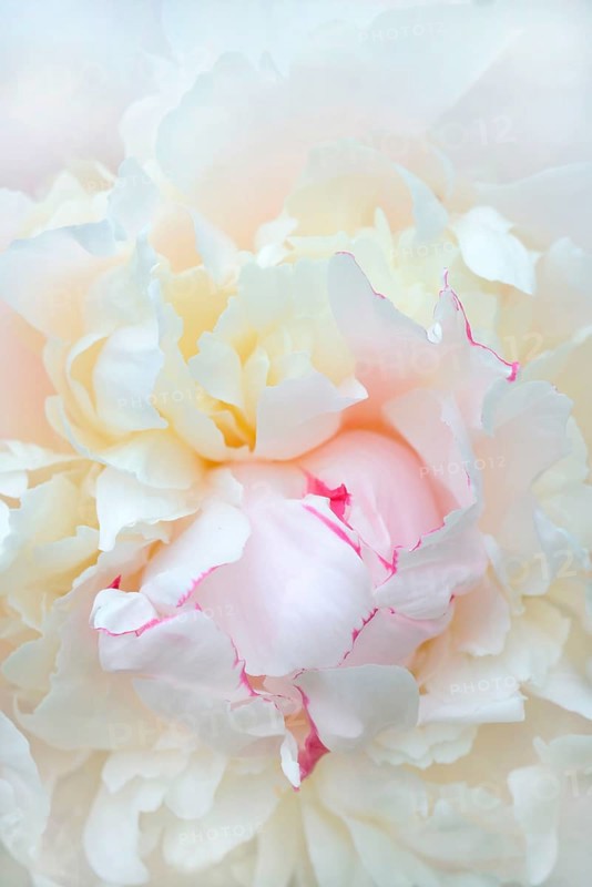 Chinese peony
