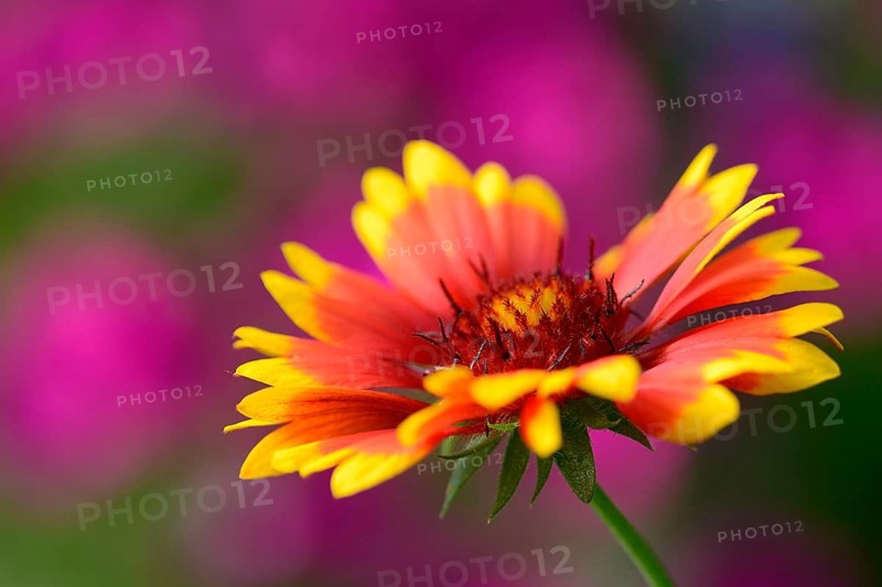 Cockade flower