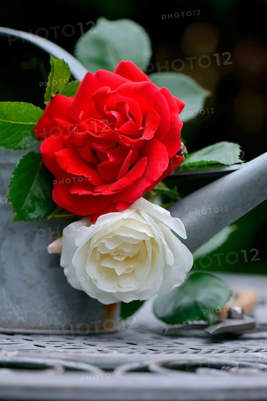 Rose blossom with watering can and garden shears