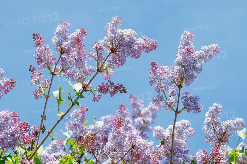 Common Common Lilac
