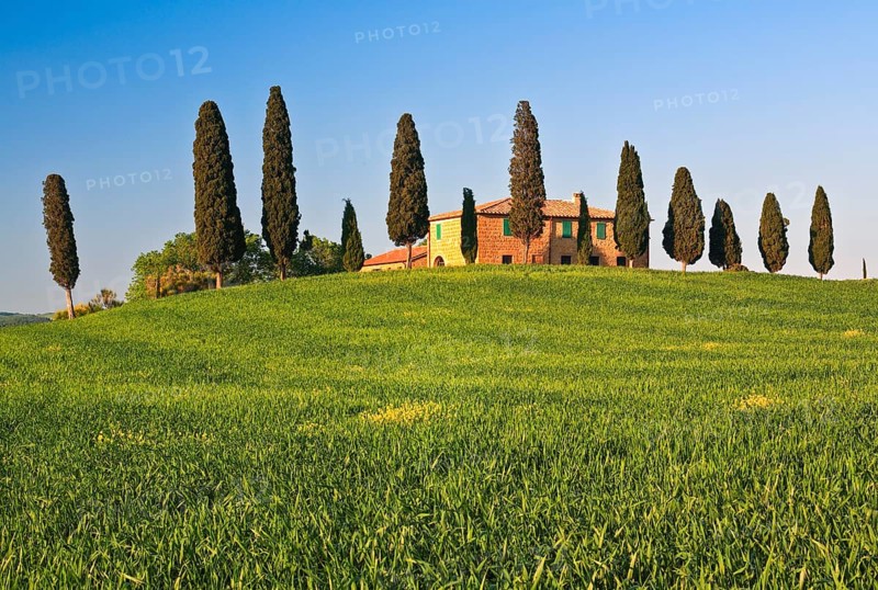 Hilly landscape with rape