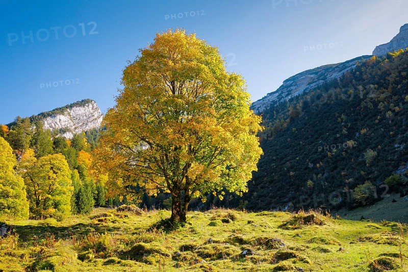 Mountain maple
