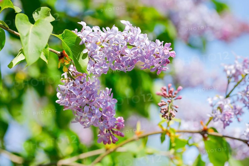Common Common Lilac