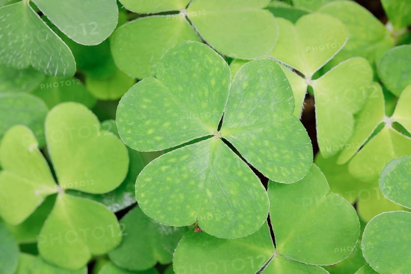 Forest clover