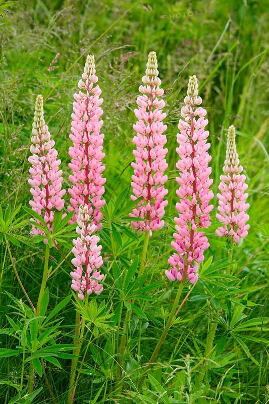 Multileaved lupin