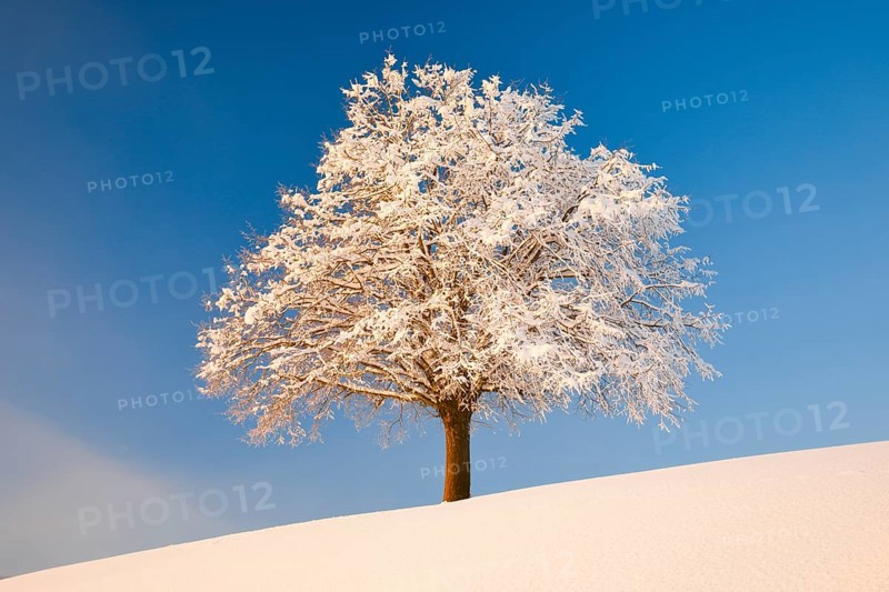 Lime tree in winter