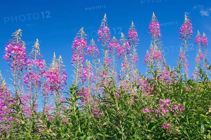 Narrow-leaved willowherb