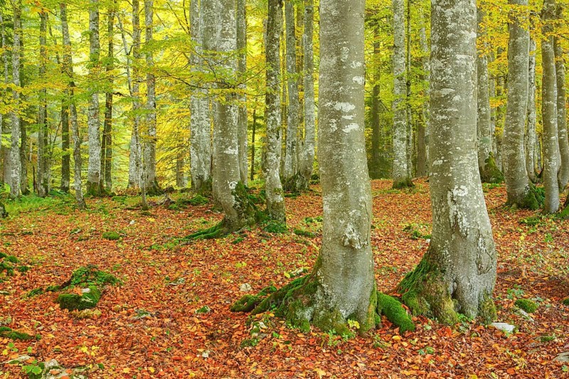 Beech forest in autumn