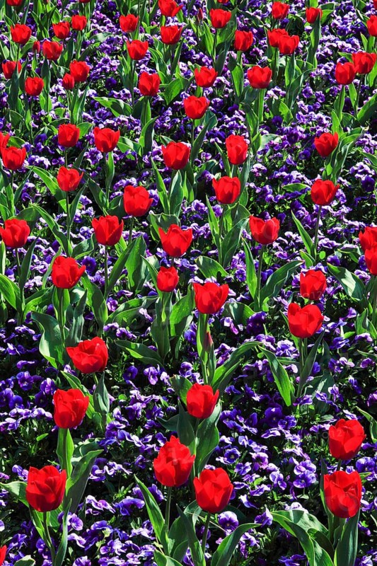 Tulips and violets