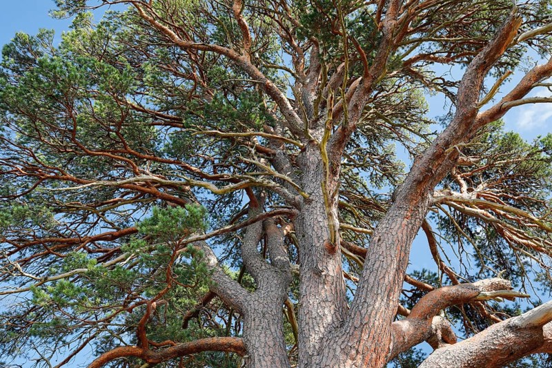Scots pine