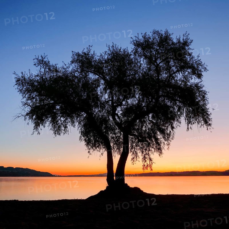 Pasture at Lake Murten