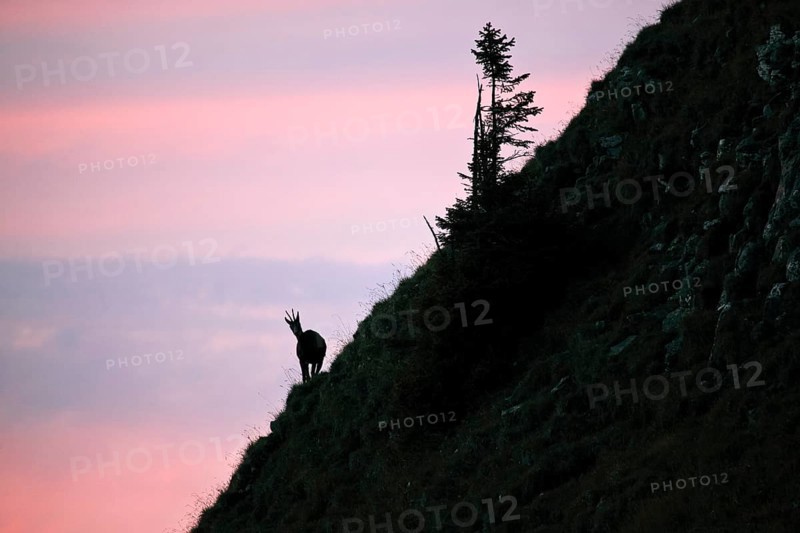 Chamois