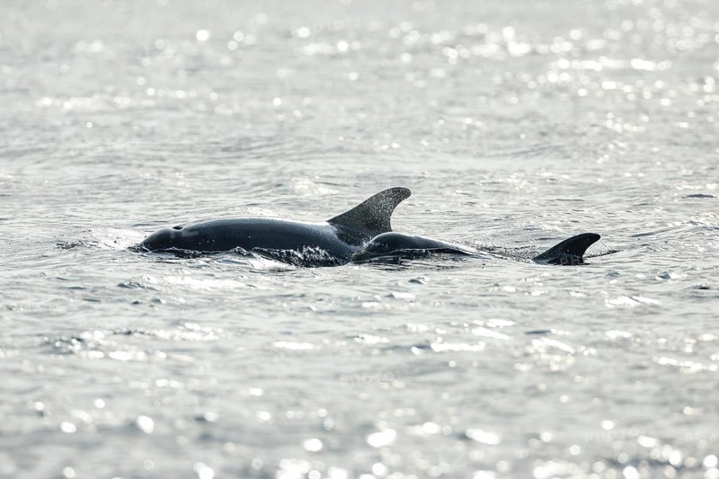 Dolphin