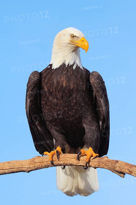 Bald eagle