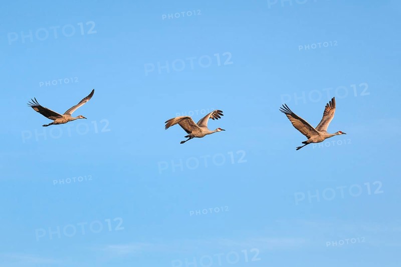 Sandhill crane