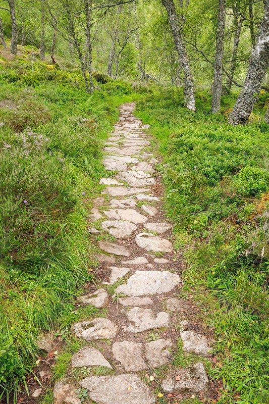 Footpath in birch forest