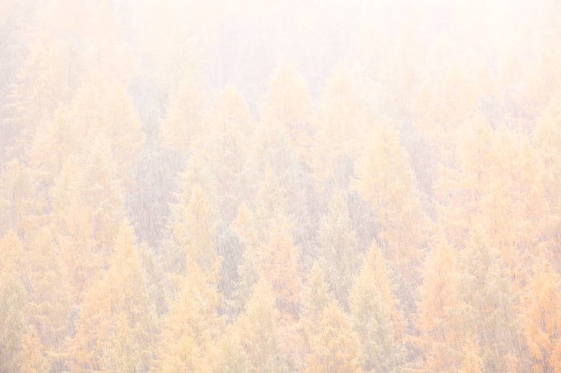 Larches