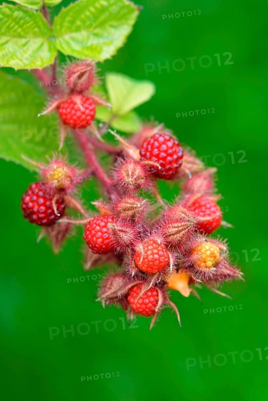 Japanese Wineberry