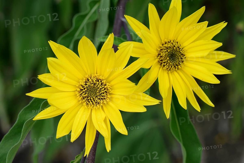 Maximilian sunflower
