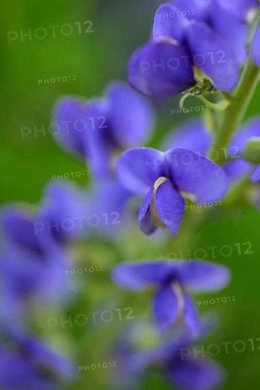 Blue wild indigo