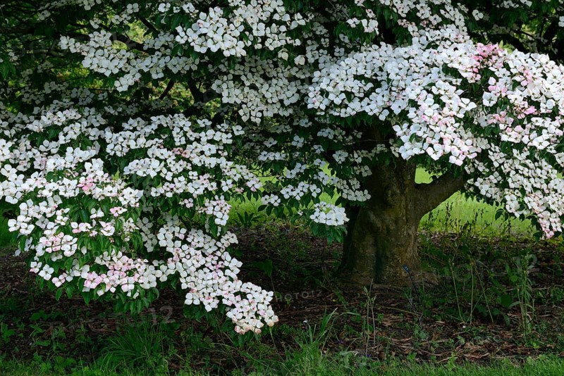 Chinese dogwood tree