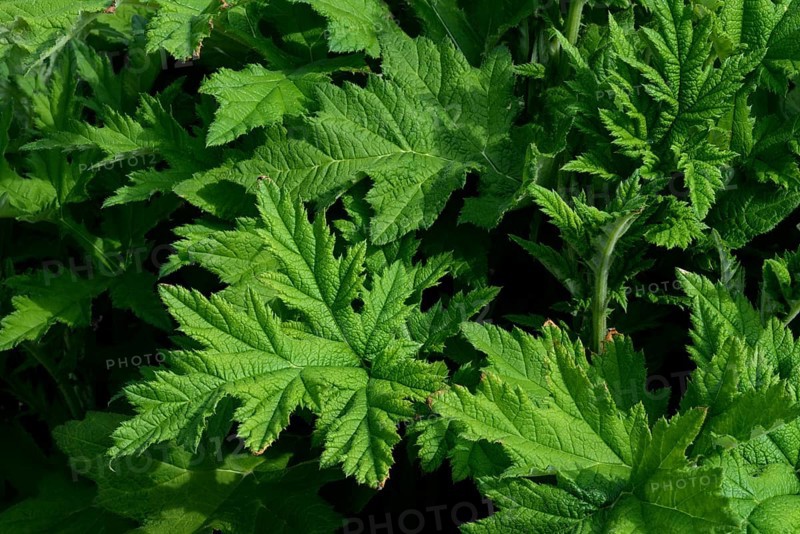 Globe thistle