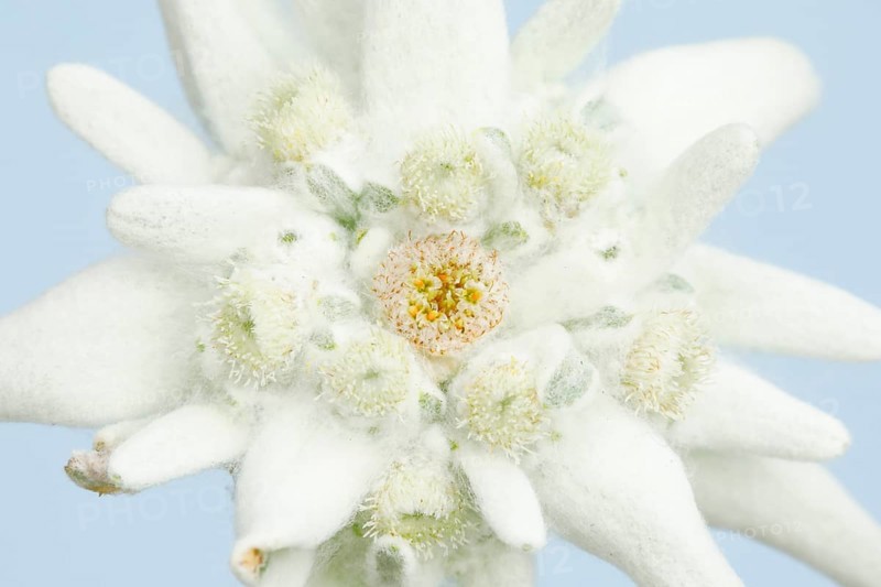 Alpine Edelweiss