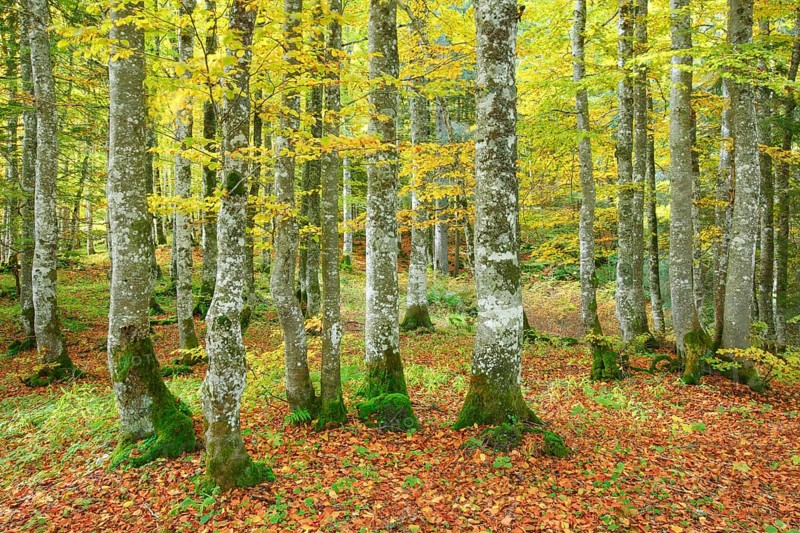 Beech forest in autumn