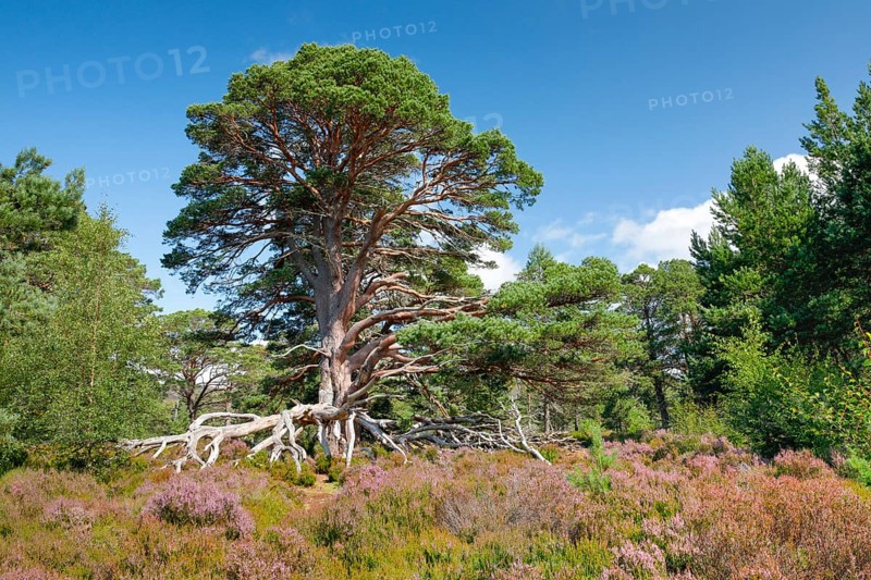Scots pine
