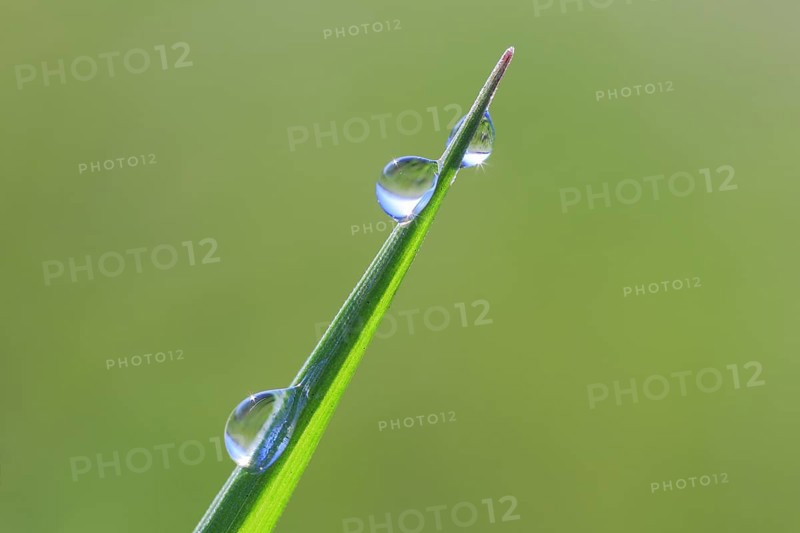 Blade of grass with dew drops