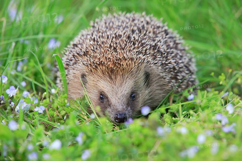 European hedgehog