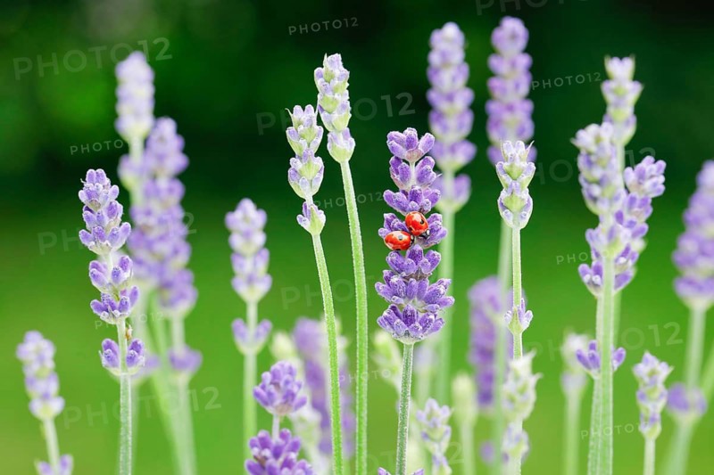 Two-spotted ladybird on lavender flower