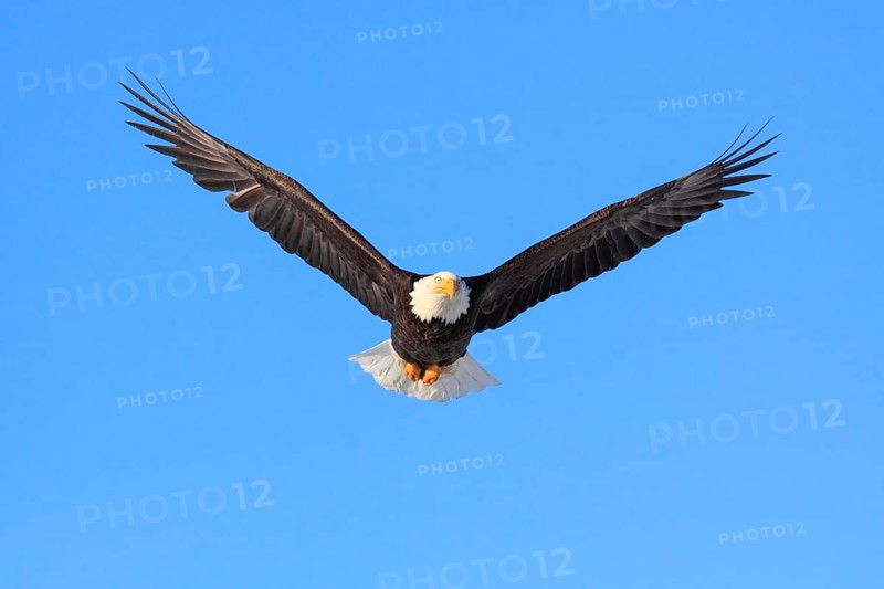 Bald eagle