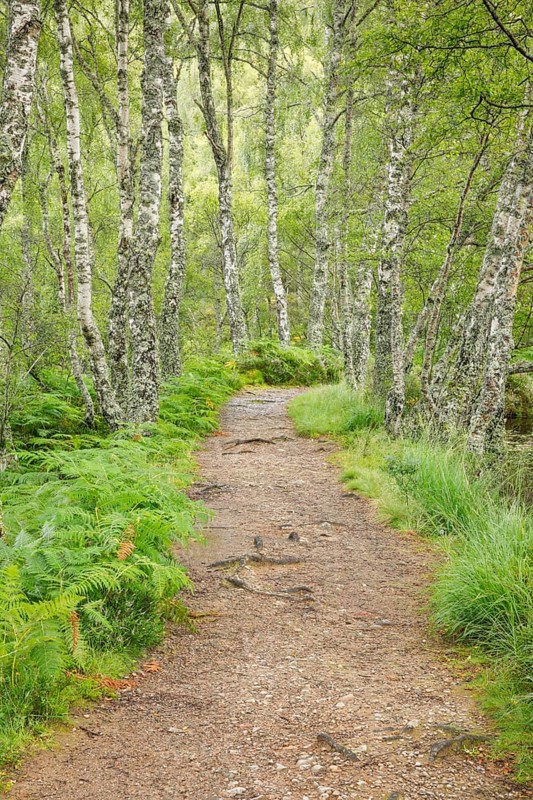 Footpath in birch forest