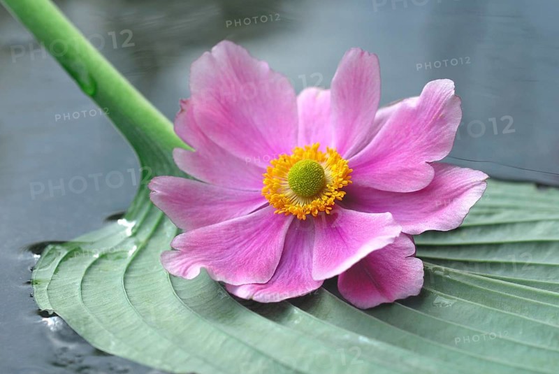 Autumn anemone on leaf