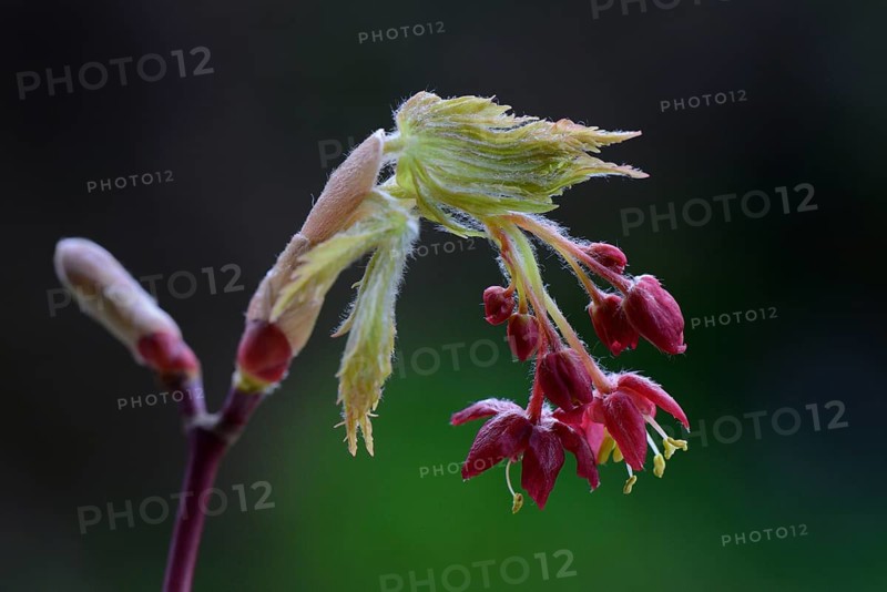 Flowers and leaf shoots